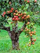 Image result for Back Yard Apple Trees