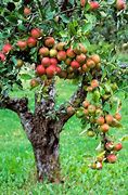 Image result for Fruit Tree Gardening