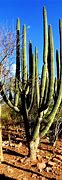 Image result for Mexican Cactus Plants