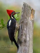 Image result for Dryocopus lineatus