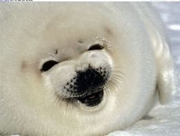 Image result for Unflattering Seal