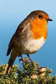Image result for Beautiful Red Robin Bird