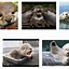 Image result for Baby Otter Britain
