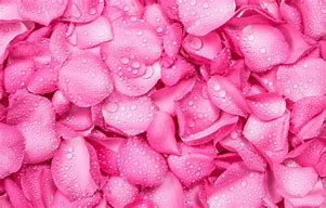 Image result for Pink Rose Texture