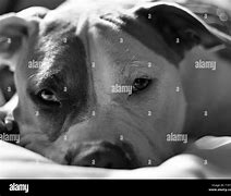 Image result for American Staffordshire Terrier Pit Bull