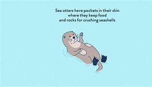 Image result for Sea Otter Pockets