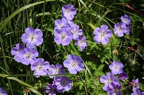 Image result for Geranium Jolly Bee
