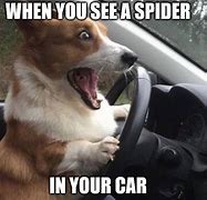 Image result for Dog Driving Meme
