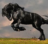 Image result for Friesian Horse Black Background