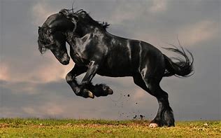 Image result for Friesian Horse Most Beautiful