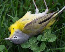 Image result for Wild Bird Diseases