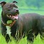 Image result for Irish Staffordshire Bull Terrier