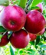 Image result for Jonathan Apple Tree