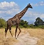 Image result for Tanzania Attractions