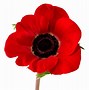 Image result for Poppy Remembrance Day Green Middle