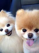 Image result for Top 10 Cutest Dogs List