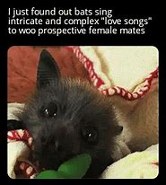 Image result for Wholesome Bat