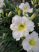 Image result for Hemerocallis Snowy Apparation