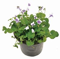 Image result for Viola hederacea