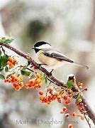 Image result for Chickadee On Bittersweet