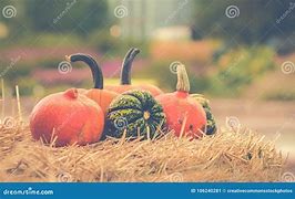 Image result for Orange Squash with No Background