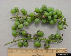 Image result for Anthracnose On Grapes