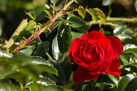 Image result for Rose Rouge Epine Fannee