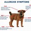 Image result for homemade dogs foods for allergy