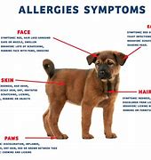 Image result for Animal Allergens