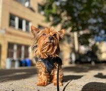 Image result for Biggest Yorkie in the World