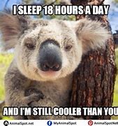 Image result for Koala Sleep Memes