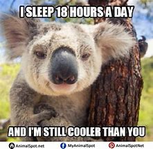 Image result for Meme of Baby Koala