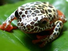 Image result for Clown Tree Frog Reticulated Morph