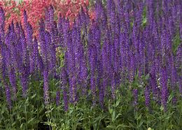 Image result for Salvia nemorosa Wesuwe