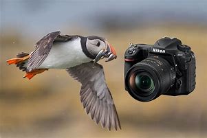 Image result for Nikon Camera for Wildlife Photography