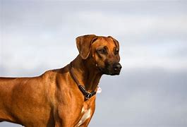 Image result for Large Protection Dog Breeds