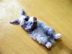 Image result for Sleeping Bunny Funny