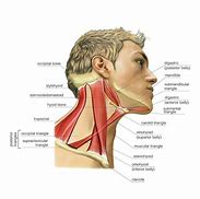 Image result for Cervical Musculature Anatomy