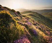 Image result for Heather Grass