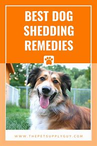 Image result for Best Remedy for Dog Shedding