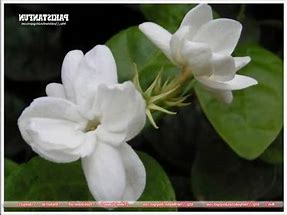 Image result for Sayali Flower