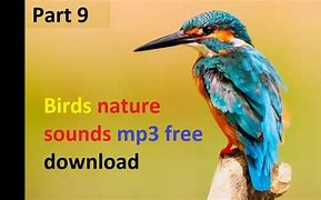 Image result for Nature Sounds Birds Chirping