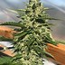 Image result for Fire OG Lemon Kush