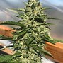 Image result for Fire Cut Cannabis