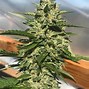 Image result for Canibus Og Fire