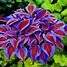 Image result for Hosta Red Dog