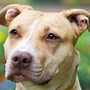 Image result for Pit Bull Head