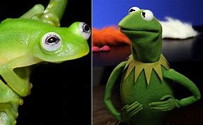 Image result for Amphibia Kermit the Frog