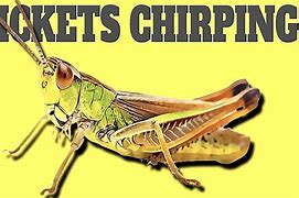 Image result for The Sound of Crickets Chirping