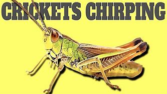 Image result for Cricket Chirp